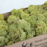 Icelandic Moss, Old Green, 500g