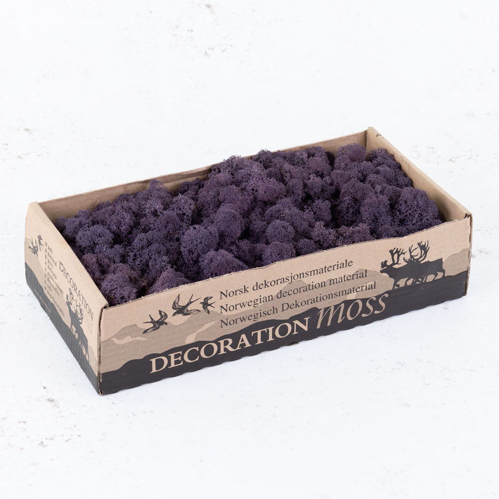Reindeer Moss, Preserved, Aubergine, 425g – Atlas Flowers