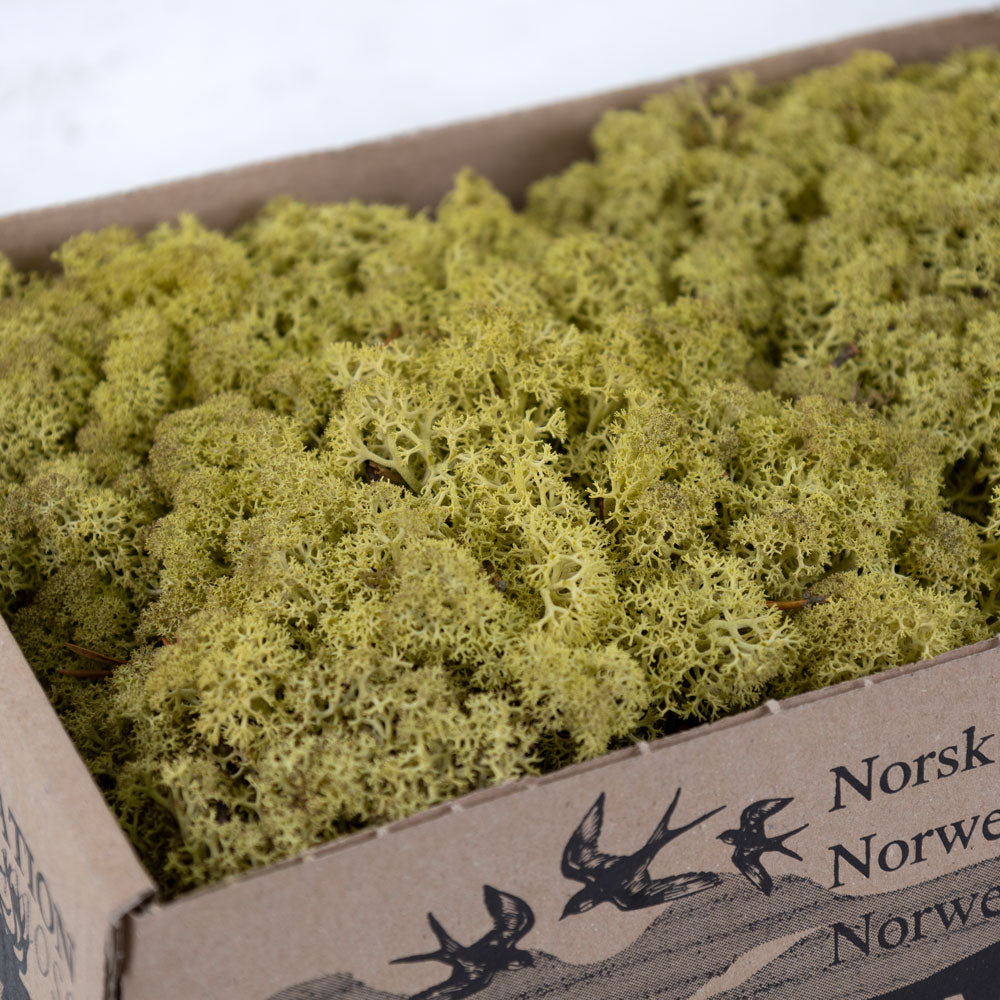 Busch 7102 Islandmoos – Hell- Und Dunkelgrün, 35 G, Naturbelassen Für Deko Und Basteln