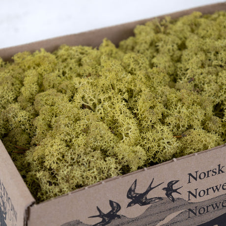 Icelandic Moss, Kiwi, 500g