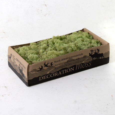 Icelandic Moss, Mint Green, 500g