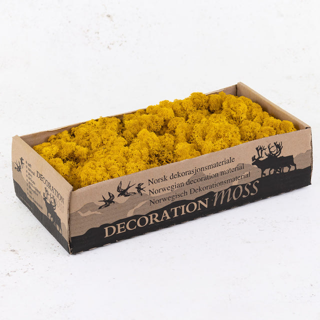 Icelandic Moss, Yellow, 500g