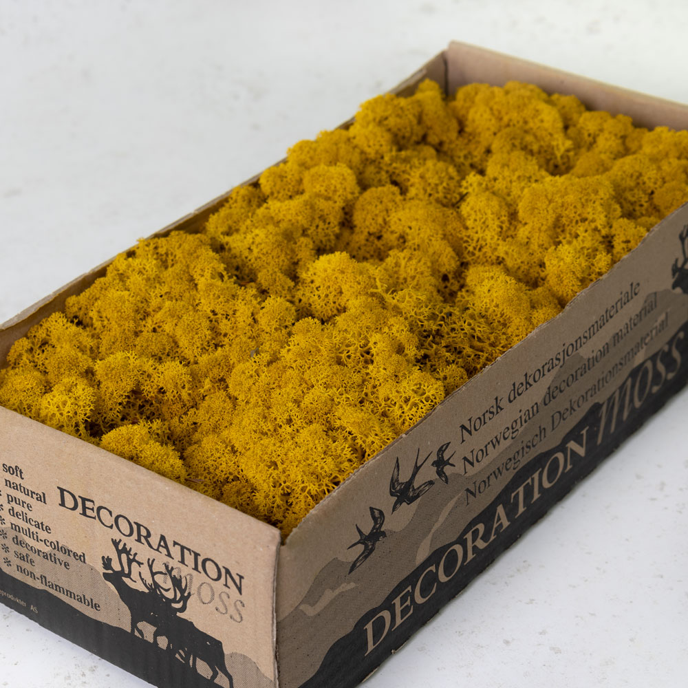 Icelandic Moss, Yellow, 500g