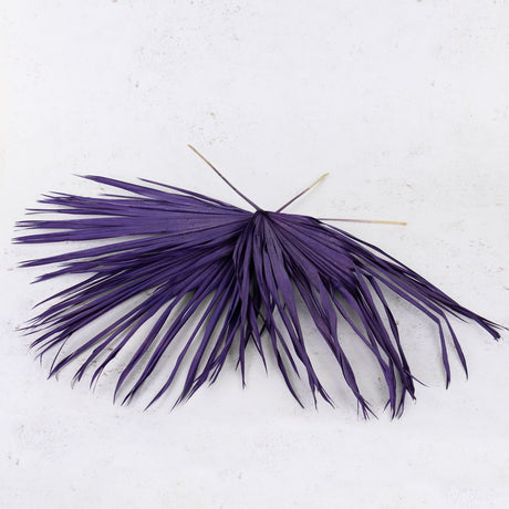 Fan Palm, Purple, 70cm, Bunch x 10
