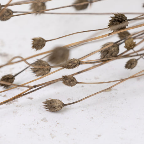 Gomphrena, Wild, Natural, Bunch