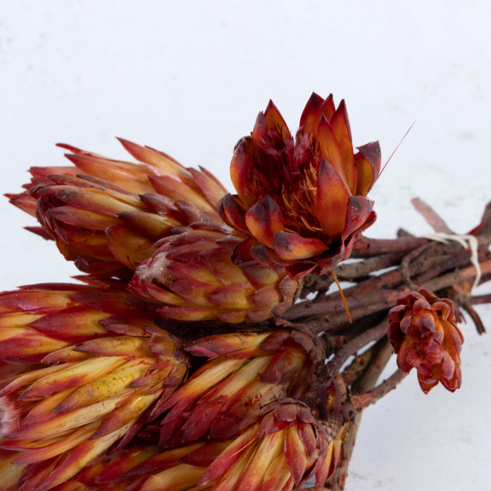 Protea Pendula Repens, Natural Red, x 20