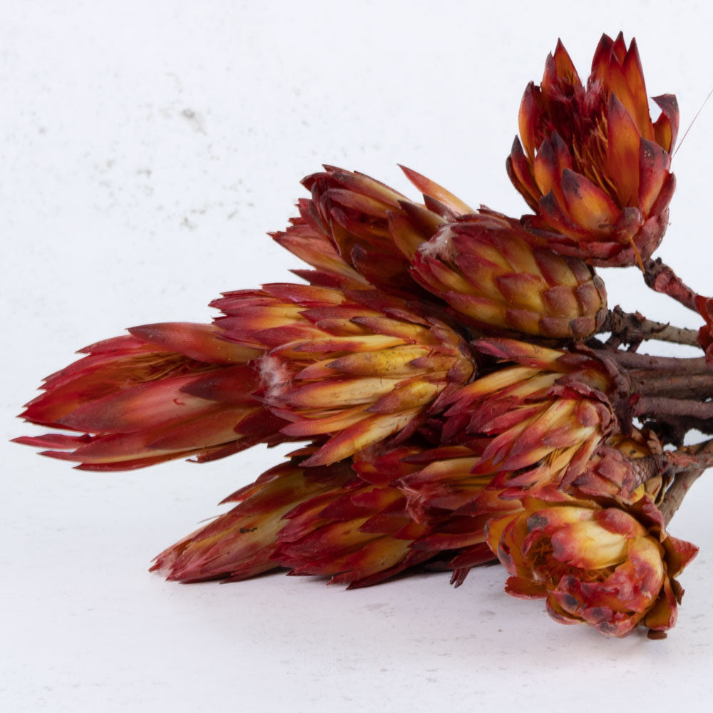 Protea Pendula Repens, Natural Red, x 20