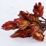 Protea Pendula Repens, Natural Red, x 20