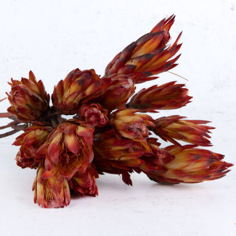 Protea Pendula Repens, Natural Red, x 20