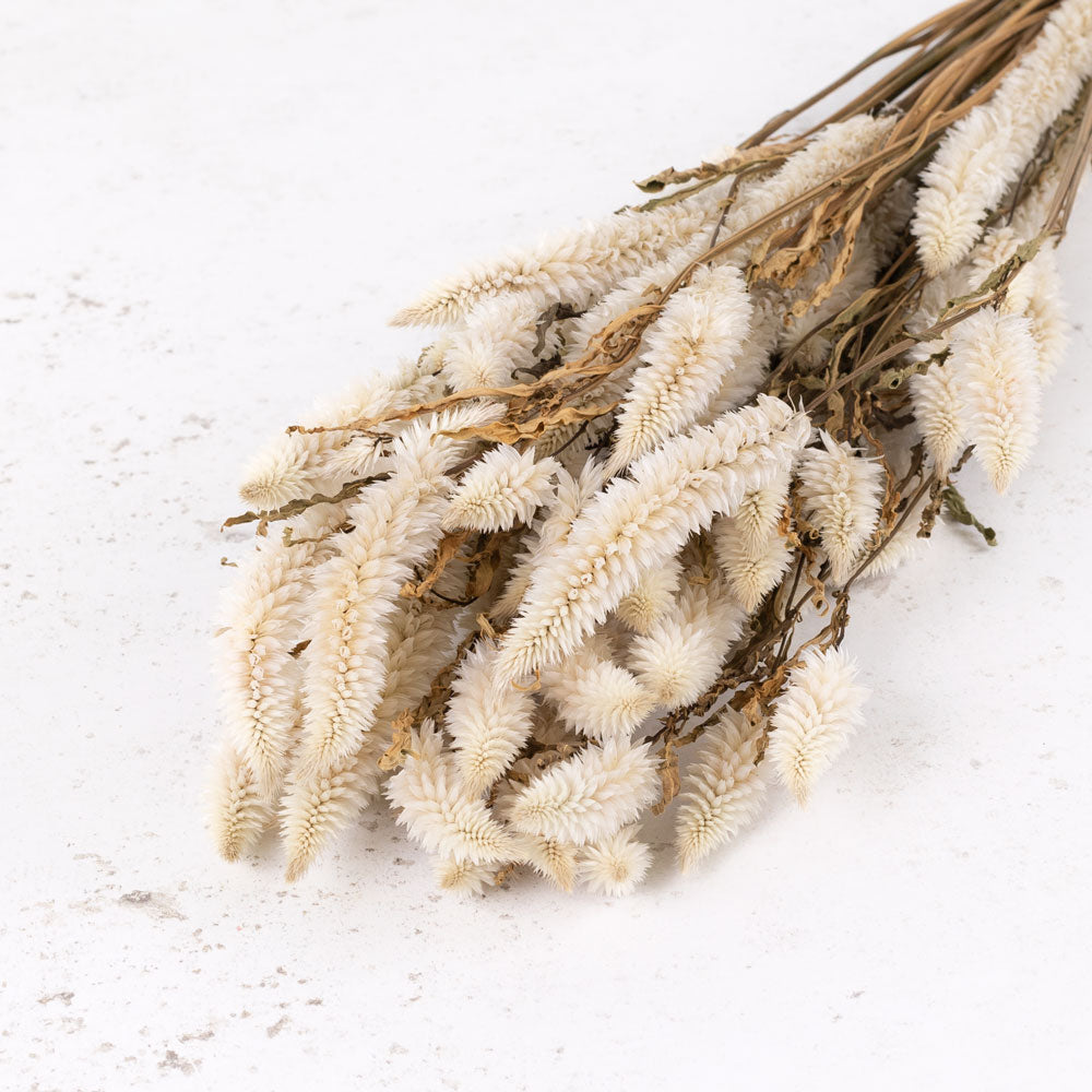 Celosia, Natural White, Bunch