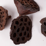 Lotus Heads, Natural, Medium, Bag x 50