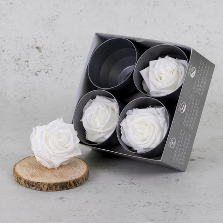 Rose Heads, Preserved, Premium, White, Box x 4