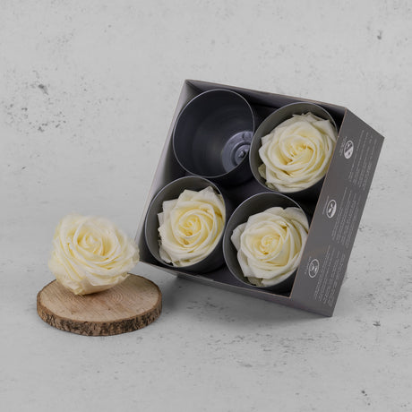 Rose Heads, Preserved, Premium, Vanilla, Box x 4