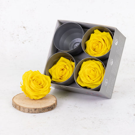 Rose Heads Preserved Prem. Bright Yellow Box 4