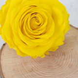 Rose Heads Preserved Prem. Bright Yellow Box 4