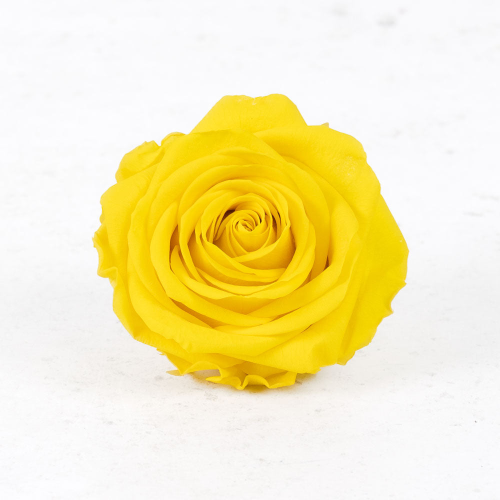 Rose Heads Preserved Prem. Bright Yellow Box 4