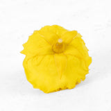 Rose Heads Preserved Prem. Bright Yellow Box 4