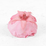 Rose Heads Preserved Premium Pastel Pink Box 4