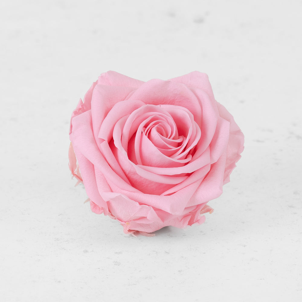 Rose Heads Preserved Premium Pastel Pink Box 4