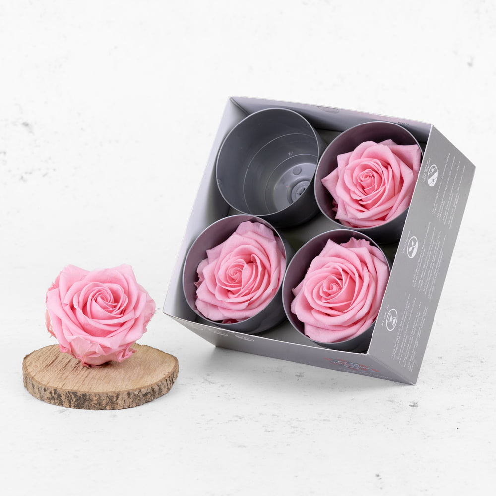 Rose Heads Preserved Premium Pastel Pink Box 4