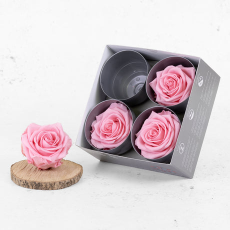 Rose Heads Preserved Premium Pastel Pink Box 4