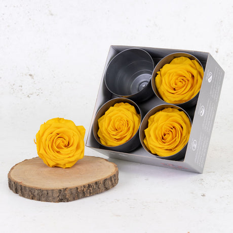 Rose Heads Preserved Prem. Warm Yellow Box x 4