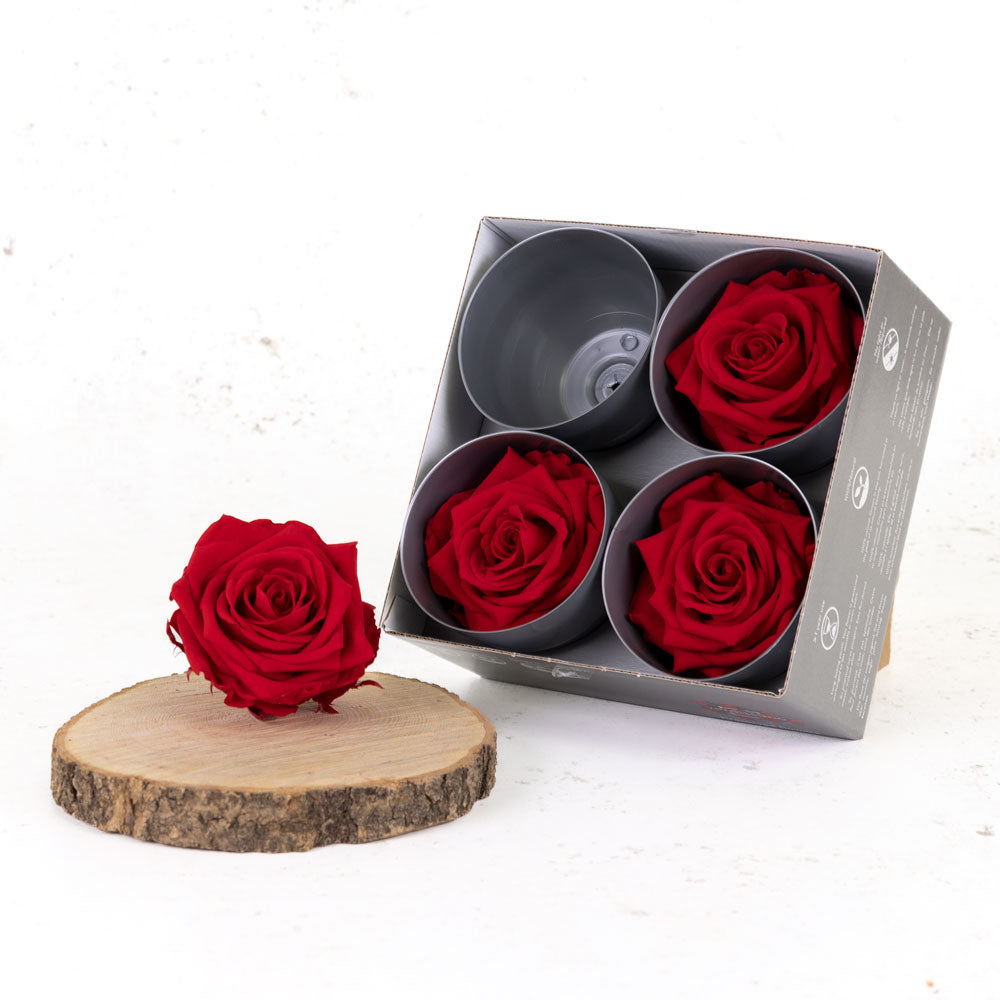 Rose Heads Preserved, Premium, Red, Box x 4