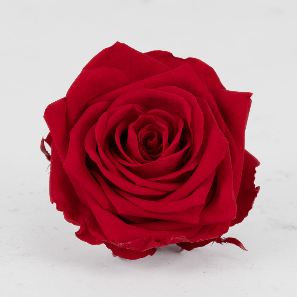 Close up detail of a premium preserved red rose head.
