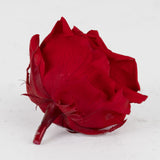 Rose Heads Preserved, Premium, Red, Box x 4