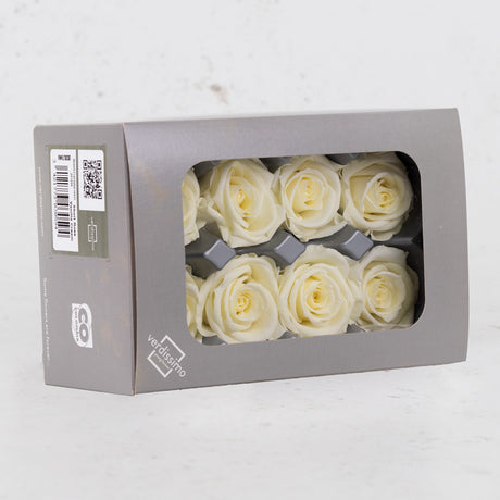 Rose Heads Preserved, Medium, Vanilla, Box 8