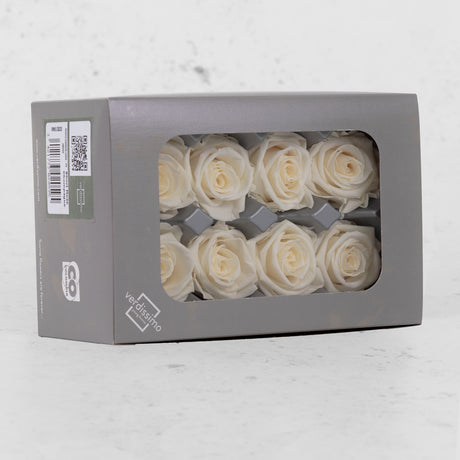 Rose Heads Preserved Medium Champagne Box 8