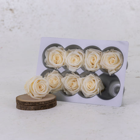 Rose Heads Preserved Medium Champagne Box 8