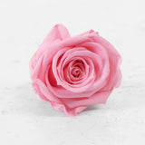 Rose Heads Preserved Medium Pastel Pink Box 8