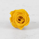 Rose Heads Preserved Med Warm Yellow Box 8