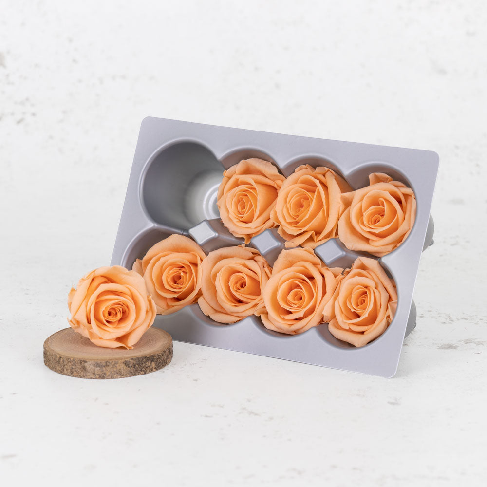 Rose Heads Preserved Medium Peach Box 8