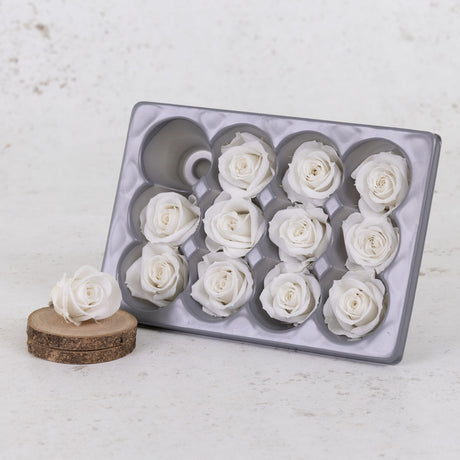 Rose Heads, Preserved, Mini, White, Box 12