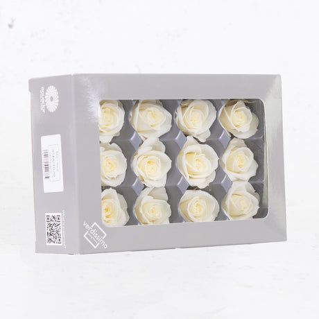 Rose Heads, Preserved, Mini, Champagne, Box 12