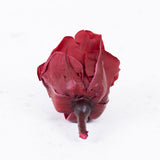 Rose Heads, Preserved, Mini, Burgundy, Box 12