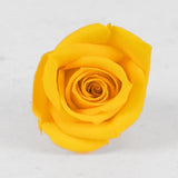 Rose Heads, Preserved, Mini, Warm Yellow, 12