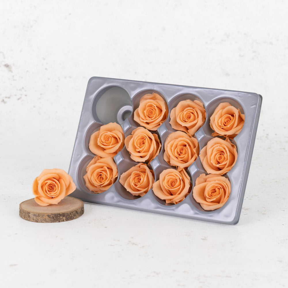 Rose Heads, Preserved, Mini, Peach, 12