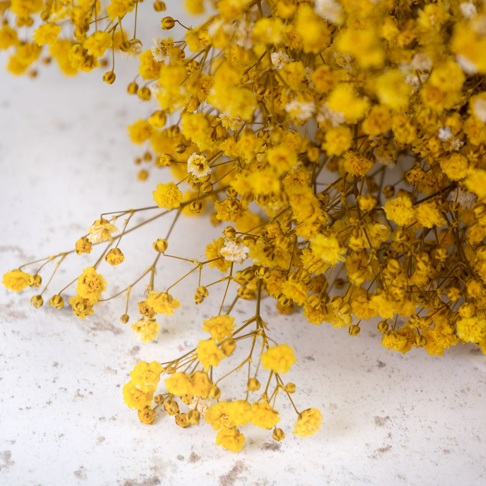 Gypsophila, Preserved, Yellow, 100g