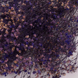 Gypsophila (Verdissimo), Preserved, Purple, 100g