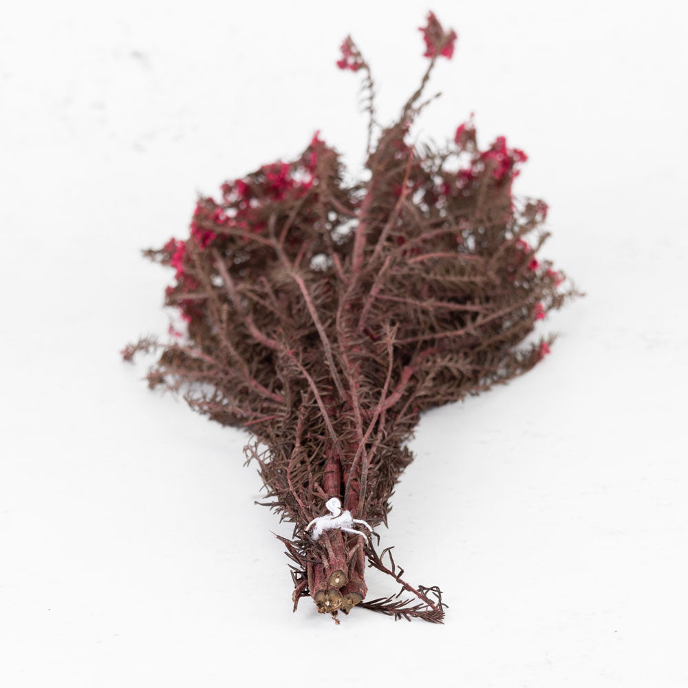 Diosmi (Rice Flower), Pres., Pink Begonia, 120g