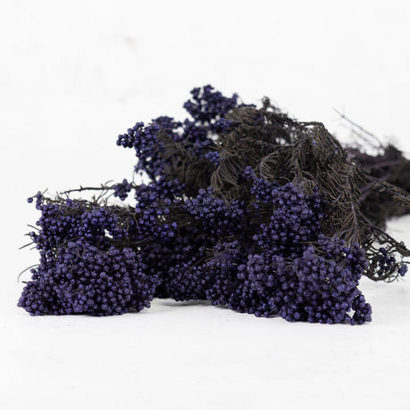 Diosmi (Rice Flower), Pres. Blue Lavender, 120g