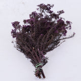 Diosmi (Rice Flower), Pres. Lilac, 120g
