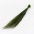 Bear Grass, Preserved, Green, 100g