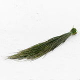 Bear Grass, Preserved, Green, 100g