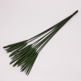 Papyrus, Preserved, Green, Bunch x 10 Stems