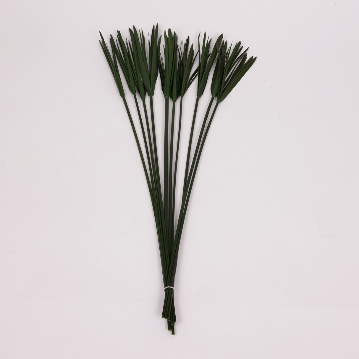 Papyrus, Preserved, Green, Bunch x 10 Stems