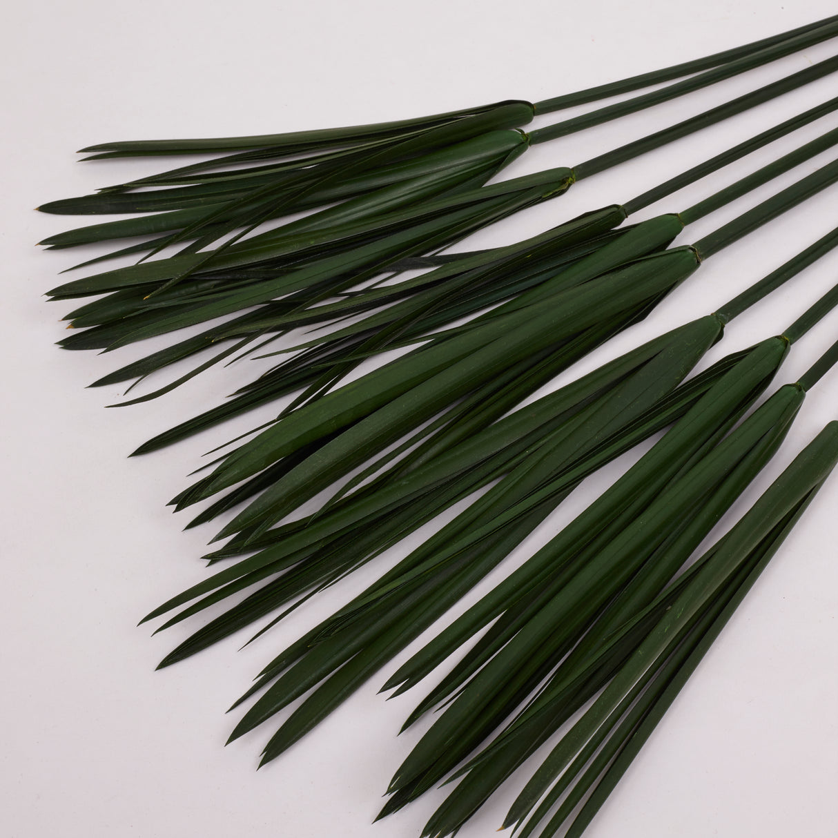 Papyrus, Preserved, Green, Bunch x 10 Stems